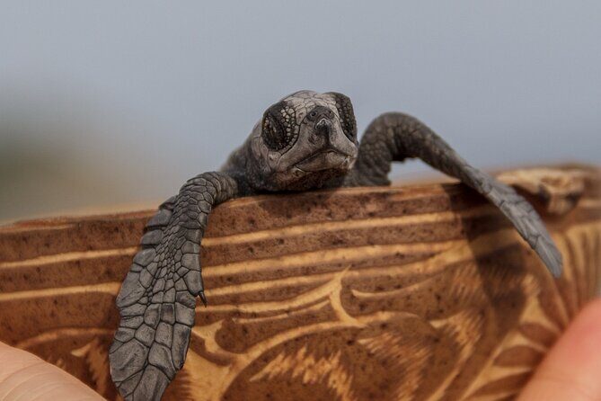From Huatulco: Turtle Release & Bioluminescence - An Overview of What You Can Expect
