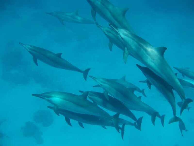 From Hurghada: Hula Hula Island Speedboat Tour with Dolphins - Key Points