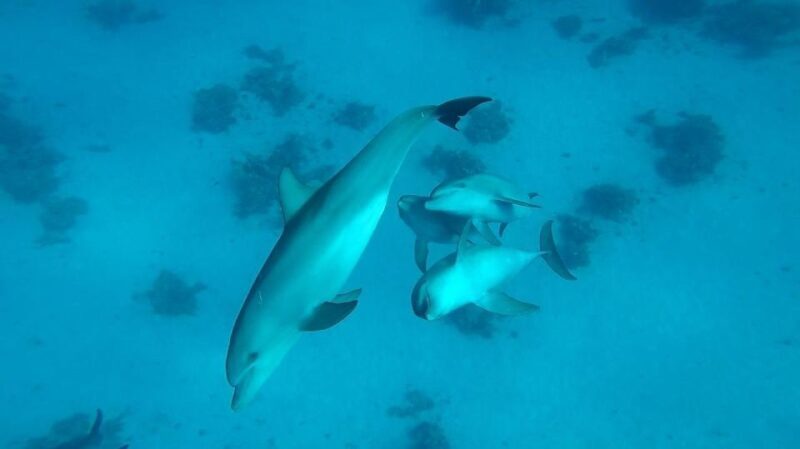 From Hurghada: Orange bay Snorkeling Cruise with Lunch - FAQ
