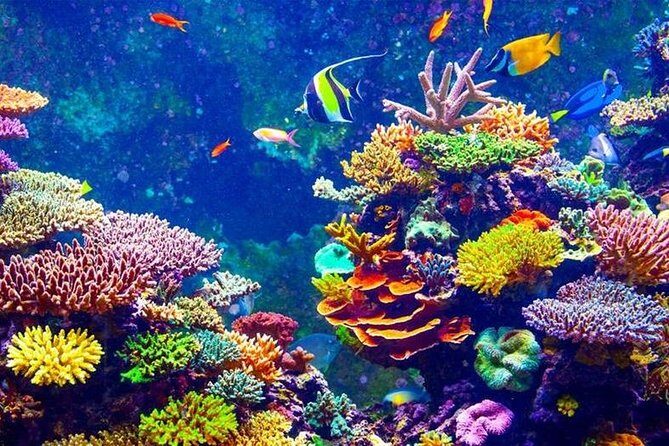 From Hurghada: Orange Bay Snorkeling Trip with Lunch - Authentic Experiences and Customer Feedback