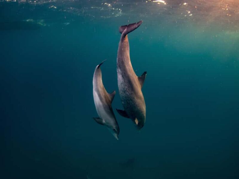 From Hurghada: Paradise Island Speedboat Tour with Dolphins - An Overview of the Experience