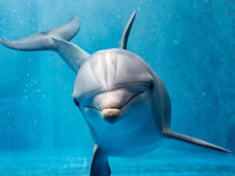 From Hurghada: Paradise Island Speedboat Tour with Dolphins - Practical Details to Make Your Day Easier