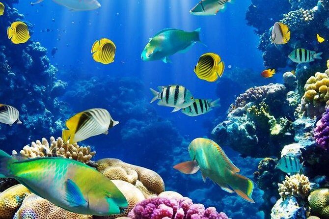 From Hurghada: Sharm El Naga Full-Day Snorkeling Tour - What to Expect on Your Day in Sharm El Naga