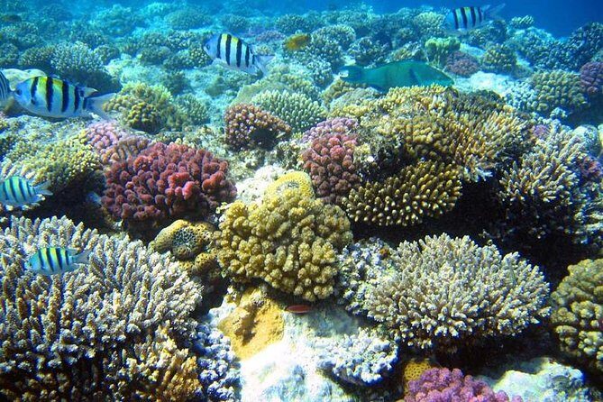 From Hurghada: Sharm El Naga Full-Day Snorkeling Tour - The Sum Up: The Value of a Relaxing Marine Escape