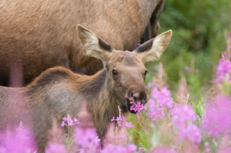 From Jackson: 2-Day Grand Teton and Yellowstone Tour - FAQ