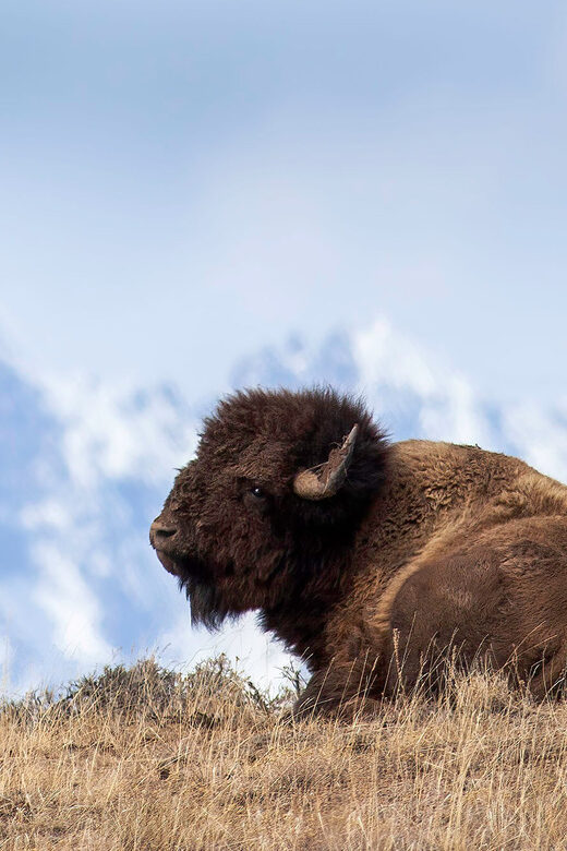 From Jackson: Grand Teton Sunset and Sightseeing Tour - Who Should Consider This Tour?