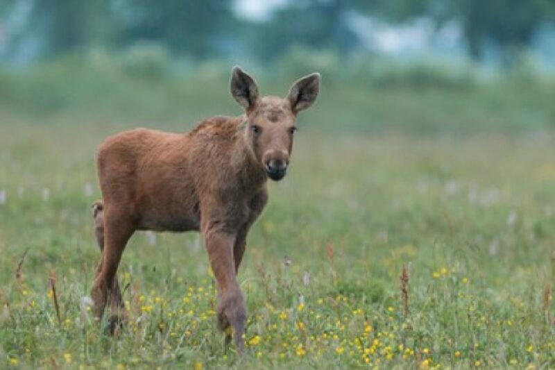 From Jackson: Grand Teton Wildlife & Scenery Tour with Lunch - What Makes This Tour Practical and Valuable