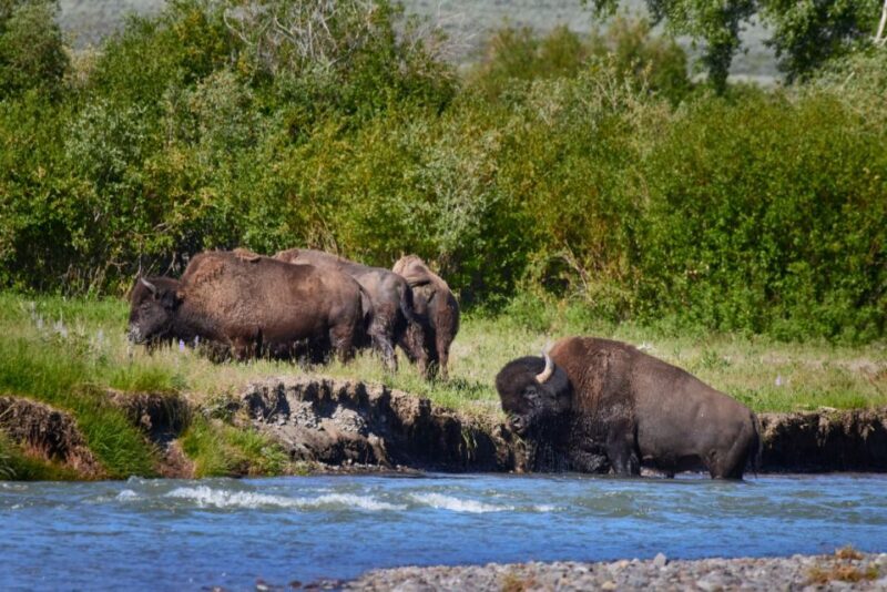 From Jackson: Half-Day Grand Teton National Park Tour - An In-Depth Look at the Tour Experience