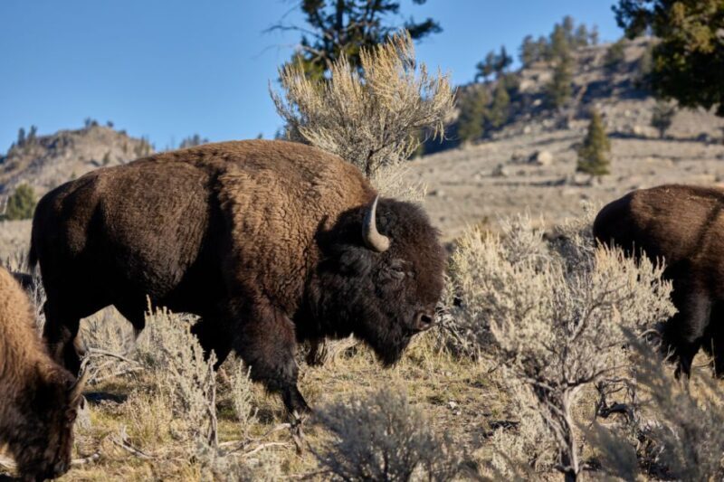From Jackson: Half-Day Grand Teton National Park Tour - What to Expect and Practical Tips