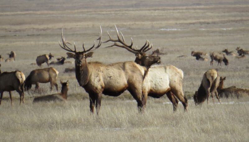 From Jackson Hole: Grand Teton National Park Sunrise Tour - Logistics and Comfort
