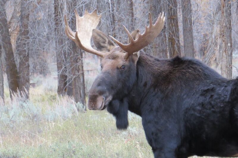 From Jackson Hole: Grand Teton National Park Sunrise Tour - Price and Overall Value