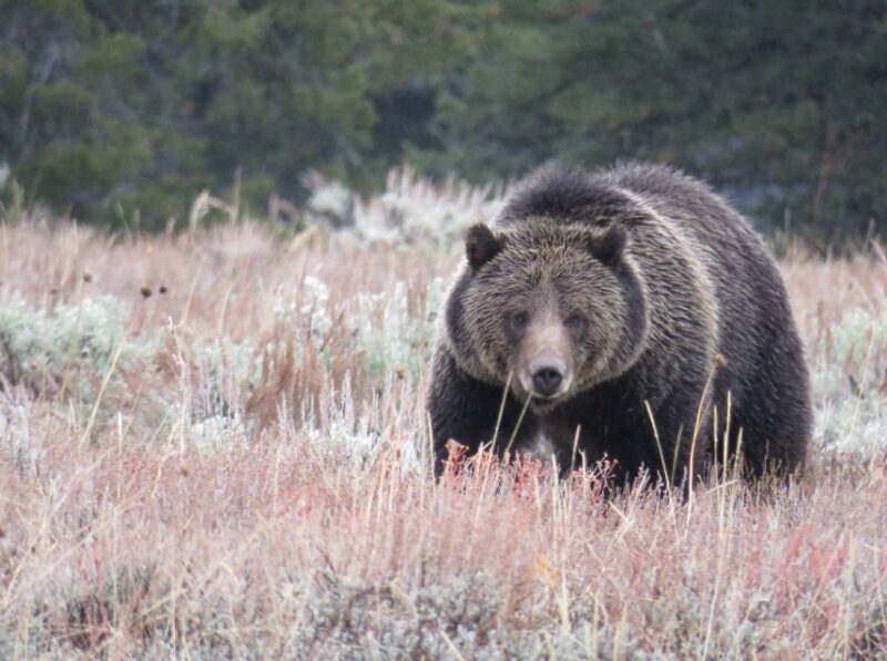 From Jackson: Yellowstone Day Tour Including Entrance Fee - The Ideal Traveler for This Tour