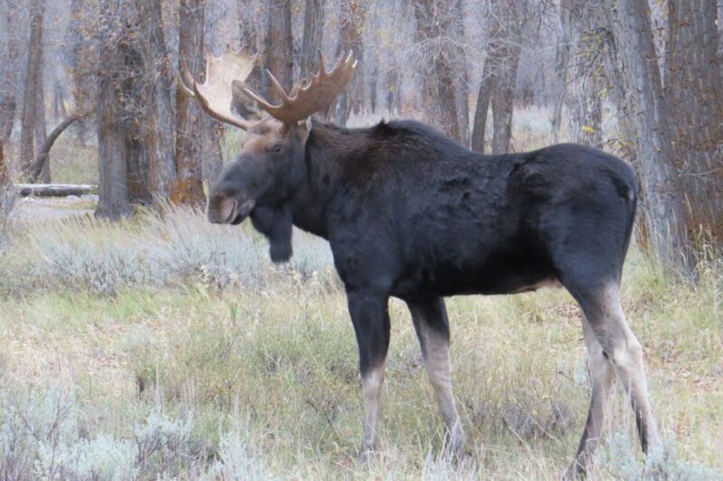From Jackson: Yellowstone Day Tour Including Entrance Fee - Frequently Asked Questions (FAQ)