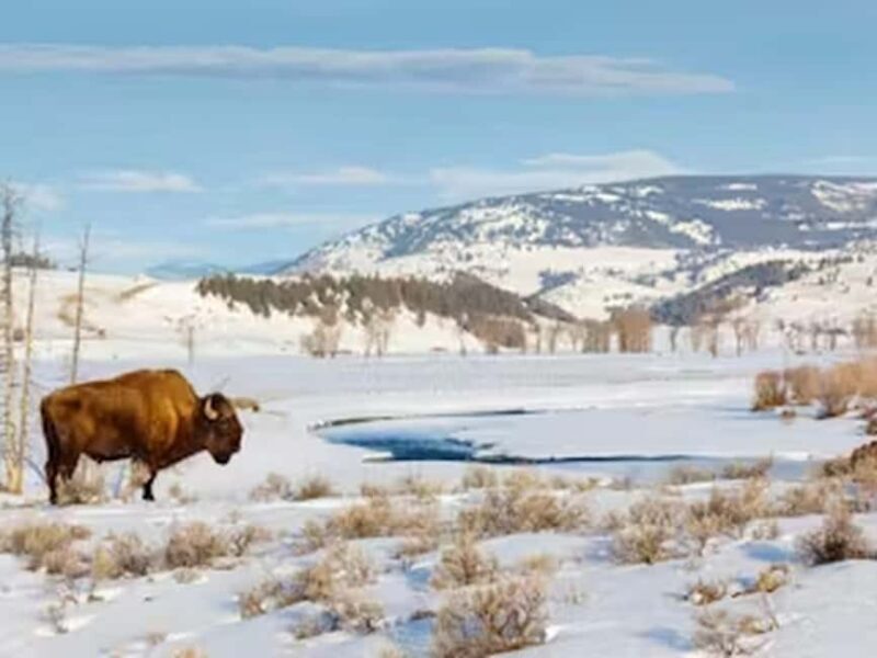 From Jackson: Yellowstone Grand Canyon Snowmobile Tour - An In-Depth Look at the Yellowstone Snowmobile Tour