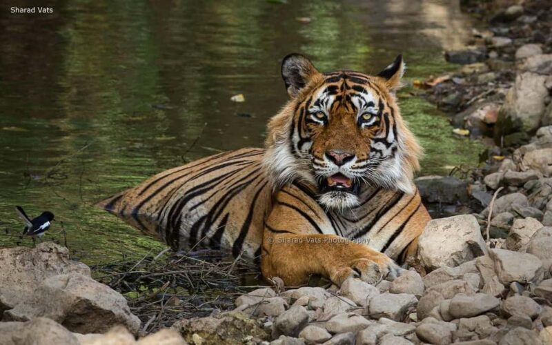 From Jaipur: 1 Night 2 Days Ranthambore Tiger Safari Tour - Key Points
