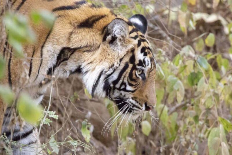 From Jaipur: 1 Night 2 Days Ranthambore Tiger Safari Tour - A Practical Guide to the 2-Day Ranthambore Safari
