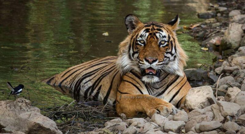 From Jaipur: 1 Night 2 Days Ranthambore Tiger Safari Tour - Who Is This Tour Best For?