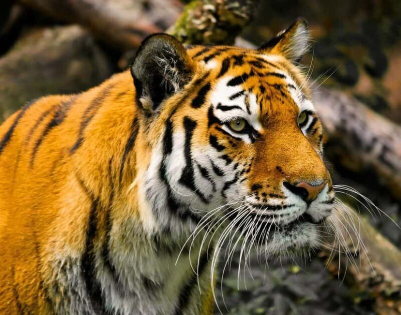 From Jaipur: 2-Day Ranthambore Tiger Safari Tours India - Key Points