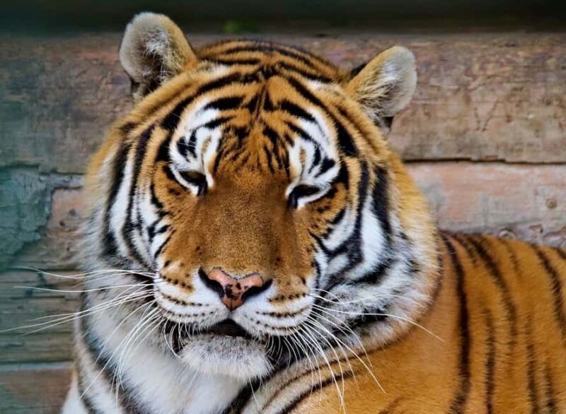 From Jaipur: 2-Day Ranthambore Tiger Safari Tours India - An In-Depth Look at the 2-Day Ranthambore Tiger Safari Tour
