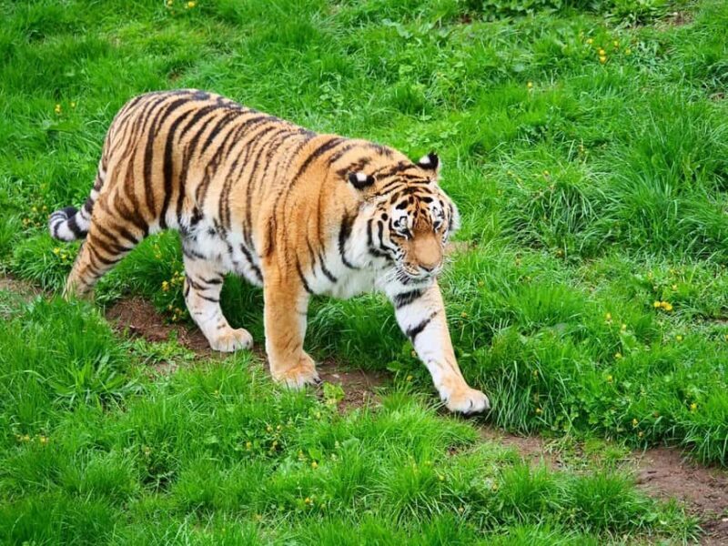From Jaipur: 2-Day Ranthambore Tiger Safari Tours India - Who Would Enjoy This Tour?