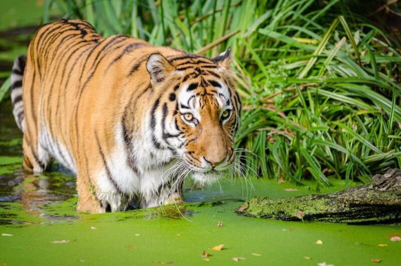 From Jaipur: 2-Day Ranthambore Tiger Safari Tours India - FAQs