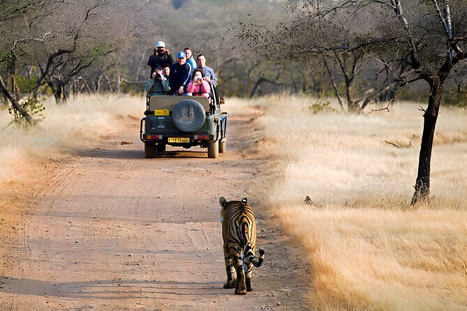 From Jaipur: 2 Days Private Tour of Ranthanbore Tigers Safari - The Journey Begins: From Jaipur to Ranthambore