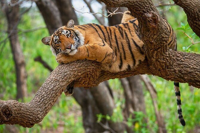 From Jaipur: 2 Days Private Tour of Ranthanbore Tigers Safari - Returning to Jaipur: Wrapping Up the Adventure