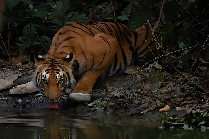 From Jaipur: 2 Days Private Tour of Ranthanbore Tigers Safari - Analyzing the Value