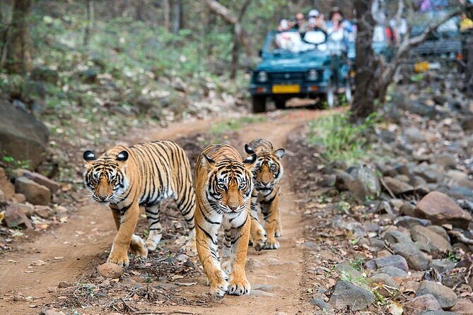 From Jaipur: 2 Days Private Tour of Ranthanbore Tigers Safari - Practical Tips for Future Travelers