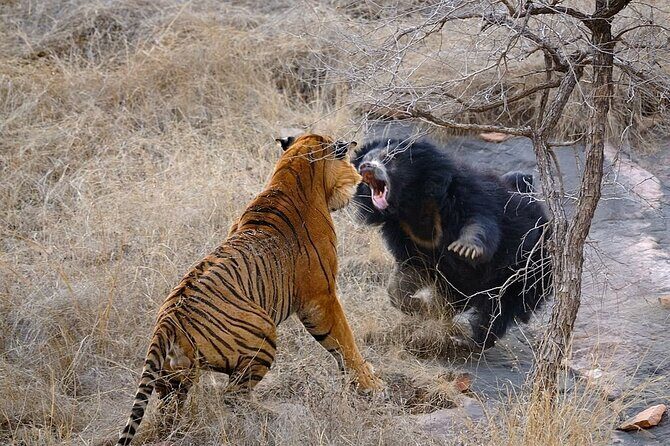 From Jaipur: 2 Days Private Tour of Ranthanbore Tigers Safari - Who Should Consider This Tour?