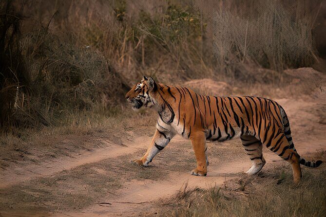 From Jaipur: 2 Days Private Tour of Ranthanbore Tigers Safari - The Sum Up
