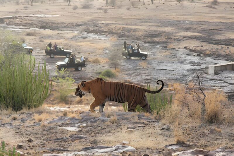 From Jaipur : 2 Days Ranthambore Tiger Safari Tour By Car - Key Points