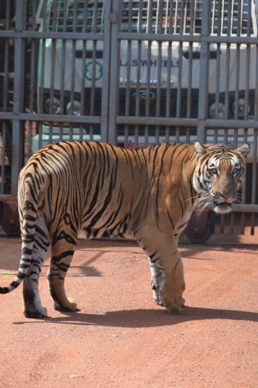 From Jaipur : 2 Days Ranthambore Tiger Safari Tour By Car - The Detailed Experience