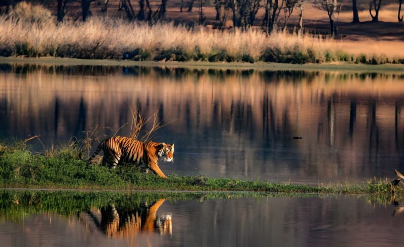 From Jaipur : 2 Days Ranthambore Tiger Safari Tour By Car - FAQ