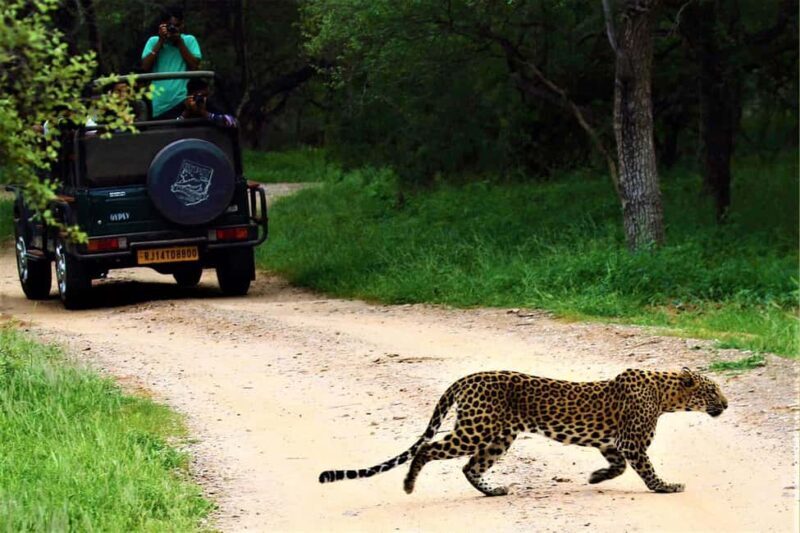 From Jaipur: 3-Day Jaipur and Ranthambore Tour with Safari - Final Thoughts