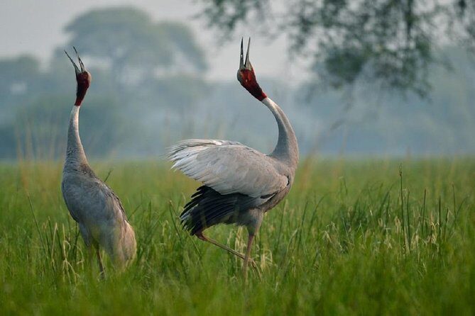From Jaipur: Bird Safari and Agra sightseeing All-Inclusive - Visiting Keoladeo National Park (Bharatpur Bird Sanctuary)