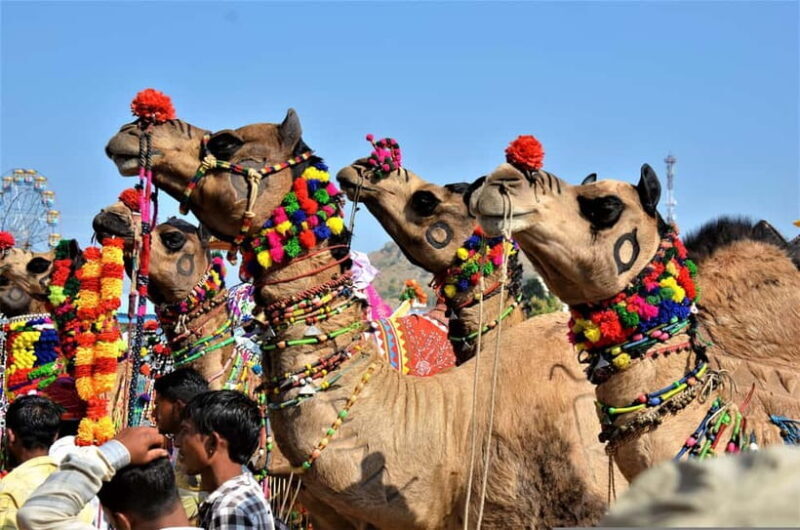 From Jaipur: One-Day Trip From Jaipur to Pushkar - FAQ