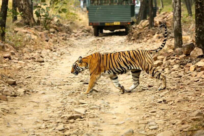 From Jaipur: One Day Trip to Ranthambore Tiger Safari - Key Points