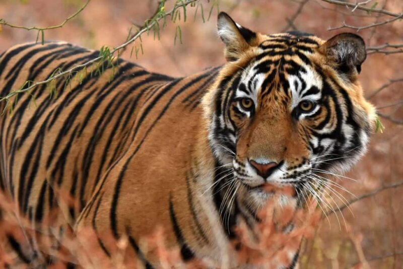 From Jaipur: One Day Trip to Ranthambore Tiger Safari - An In-Depth Look at the Ranthambore Day Trip