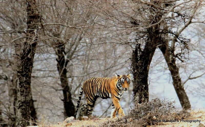 From Jaipur: One Day Trip to Ranthambore Tiger Safari - Who Should Consider This Tour?