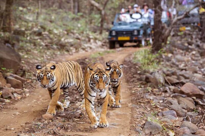 From Jaipur: Praivte Ranthambore Tour By Jeep Canter Safari - Transportation and Practical Details