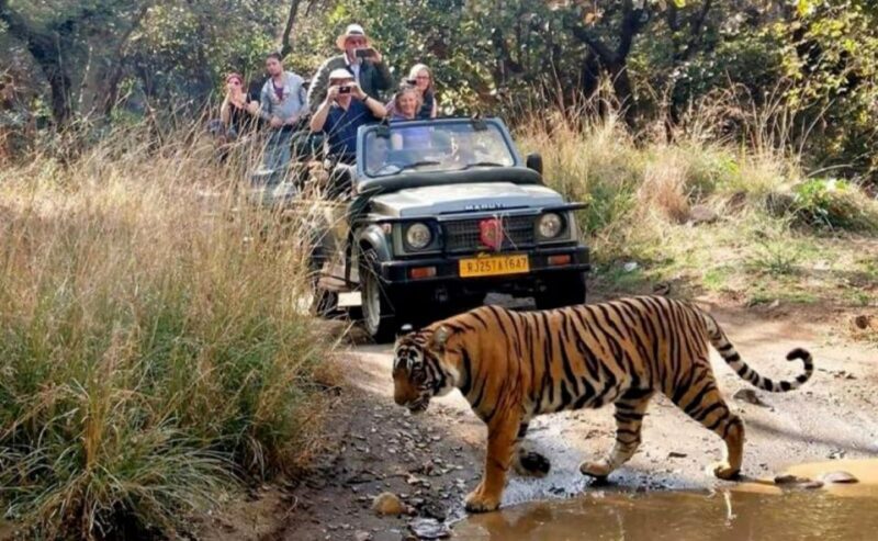 From Jaipur: Praivte Ranthambore Tour By Jeep Canter Safari - FAQ