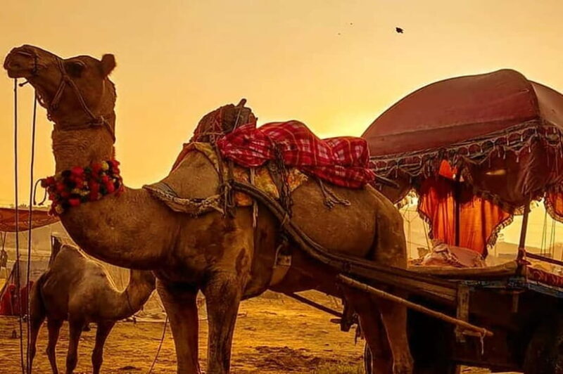 From Jaipur : Private Ajmer Pushkar Tour by Cab - Authentic Experiences and Honest Insights from Travelers