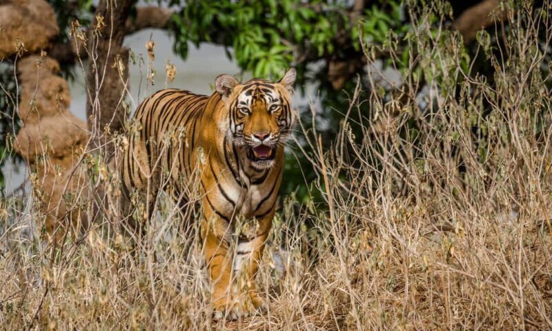From Jaipur: Private Ranthambore Day Trip with Tiger Safari - Introduction: Is a Ranthambore Day Trip Right for You?