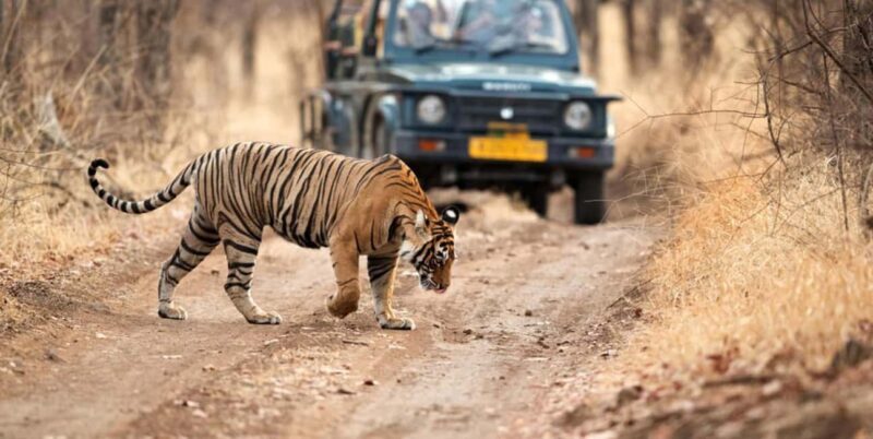 From Jaipur: Private Ranthambore Day Trip with Tiger Safari - The Experience Quality: What Travelers Say