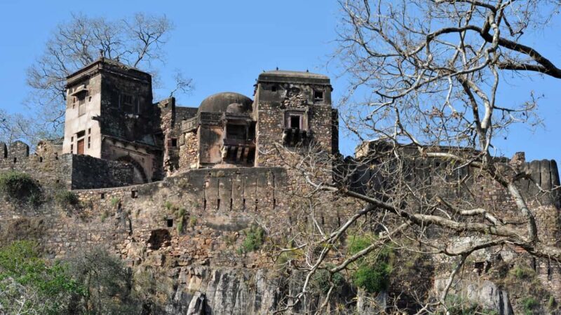From Jaipur: Private Ranthambore Day Trip with Tiger Safari - Price and Value