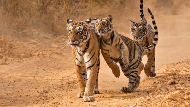 From Jaipur: Private Ranthambore Day Trip with Tiger Safari - Who Should Consider This Tour?