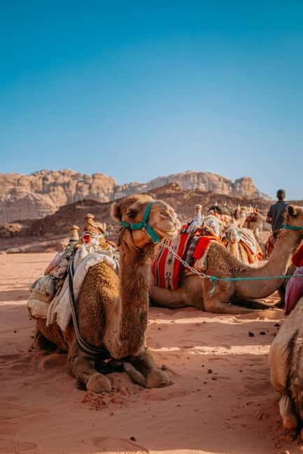 From Jaipur: Pushkar and Ajmer Private Day Trip - From Jaipur: Pushkar and Ajmer Private Day Trip — A Detailed Guide