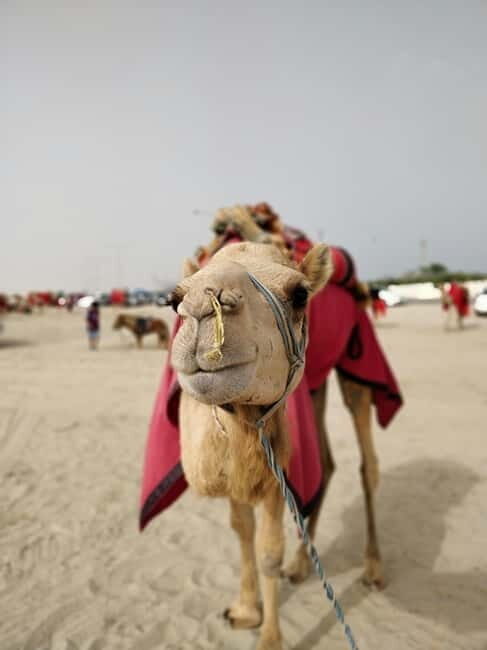 From Jaipur: Pushkar and Ajmer Private Day Trip - The Sum Up