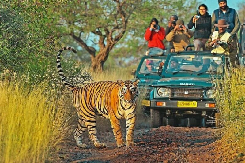 From Jaipur: Ranthambore National Park Day Tour with Safari - FAQ